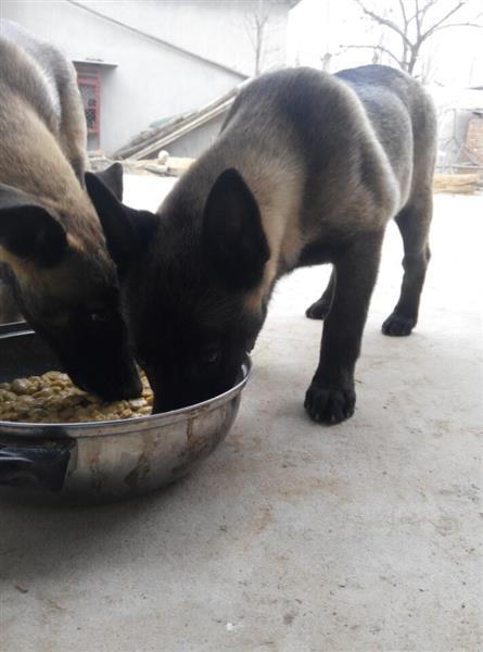 纯种马犬养殖场纯种马犬哪里有卖的